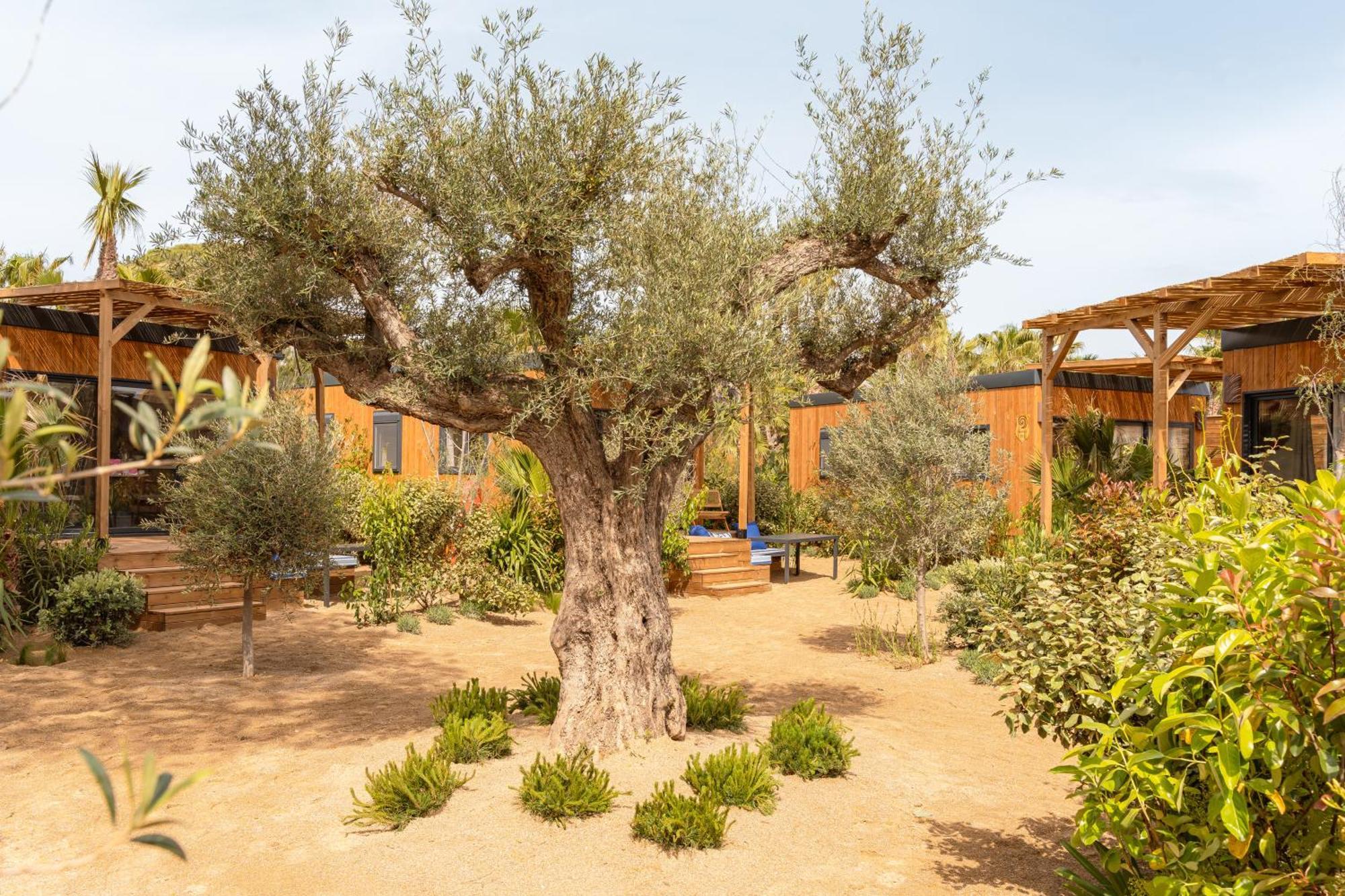 Toison D'Or Hotel Ramatuelle Ngoại thất bức ảnh Olive trees in the garden of the hotel